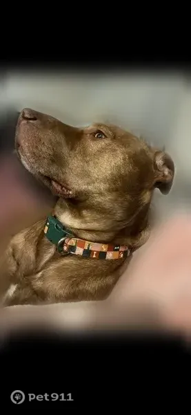 Lost dog, West Hefner Road, 7221, Oklahoma City — male, brown with a multicolor bone-patterned collar - photo
