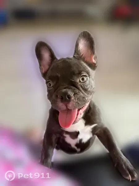 Lost dog, South Cooper Street, Arlington — 5-month-old female French Bulldog puppy - photo
