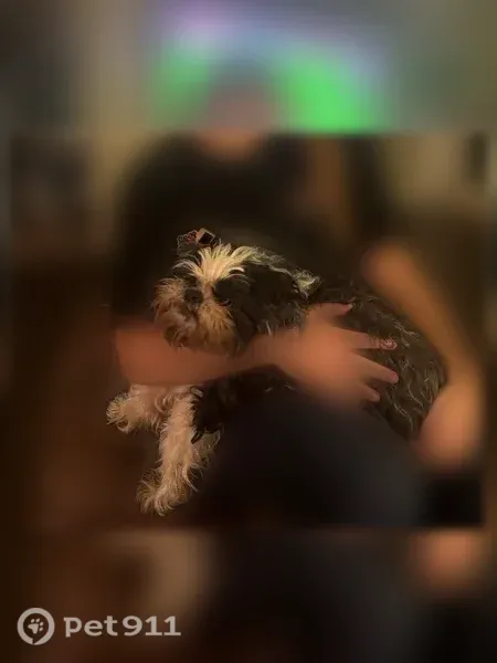 Lost dog, Rose Court, 9116, Fort Worth — male, black and white, hard of hearing - photo