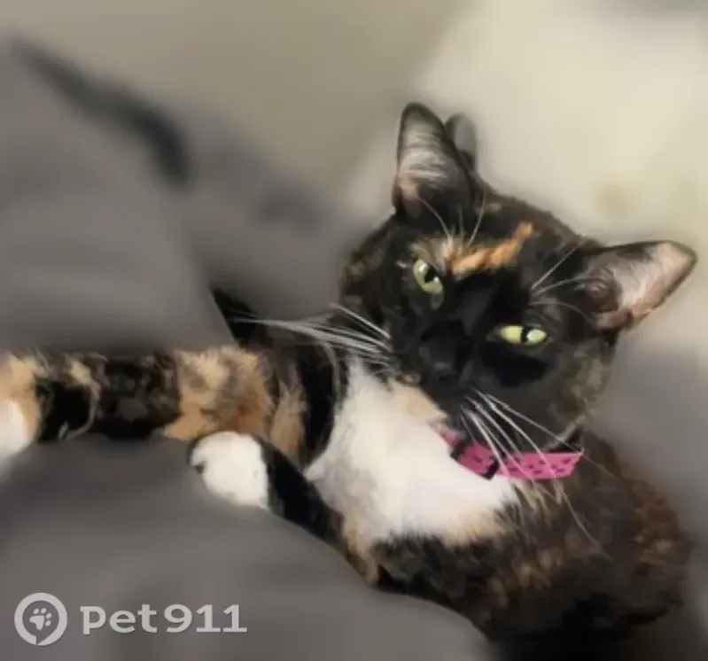 Lost cat, Estate Street, South Fulton, Atlanta — 3-year-old Ragdoll with a purple collar - photo
