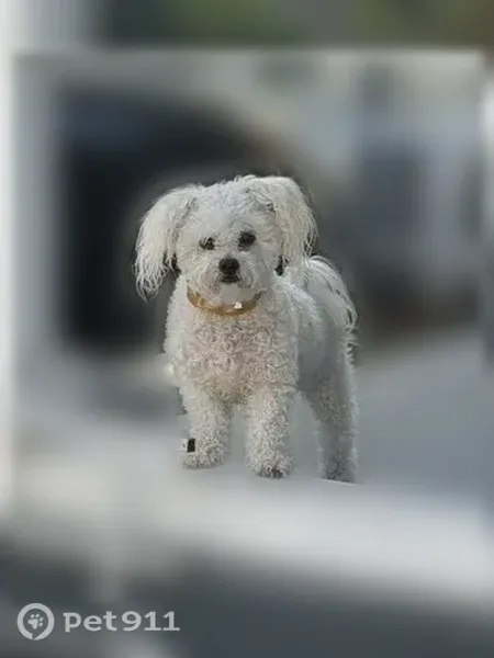 Lost dog, Bryant Street, 20939, Los Angeles — female Maltese-Yorkshire mix with two marks on her back - photo
