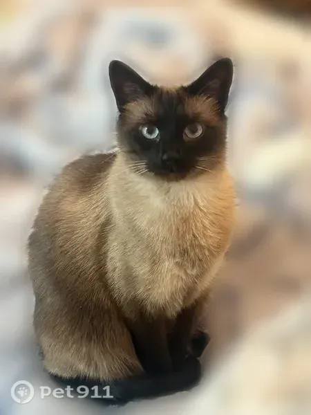 Lost cat, Stans Lane, 21391, Laguna Beach, Laguna Beach — male Siamese - photo