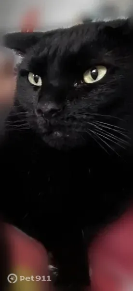 Lost male cat, Wolfsnare Lane, 206, Manhattan — all black with a curly tail - photo