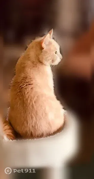 Lost male cat, Kennedy, New York, Buffalo — light orange with brown markings - photo