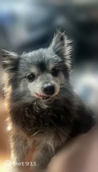Lost dog, East Crestone Avenue, 253, South Salt Lake — female, black with white hairs - photo