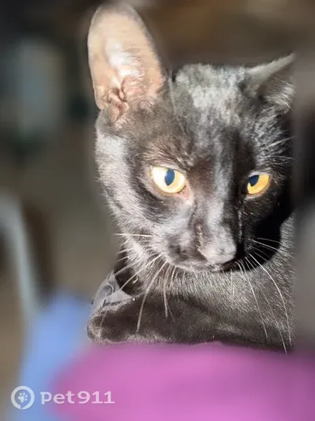 Lost female cat, Richard J. Ames Memorial Highway, 1750, Farmington — black with a white spot - photo