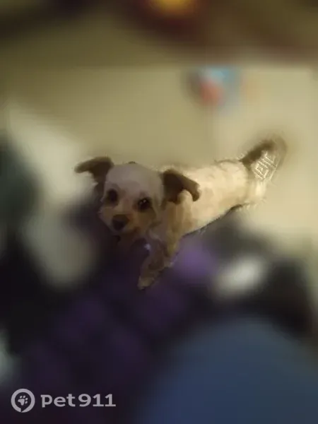 Lost dog, Akron — female dog escaped through the door - photo