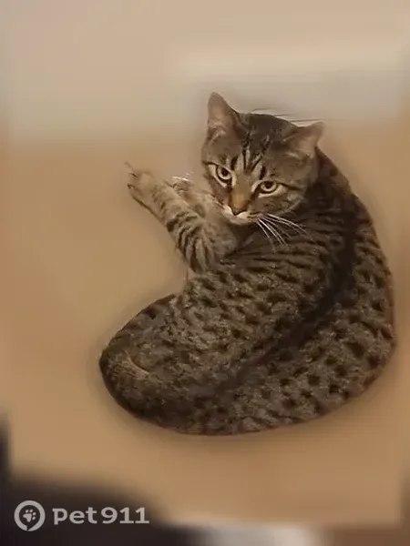 Lost female cat, Diamond Circle, 5353, Chubbuck — walks bow-legged with her back legs - photo
