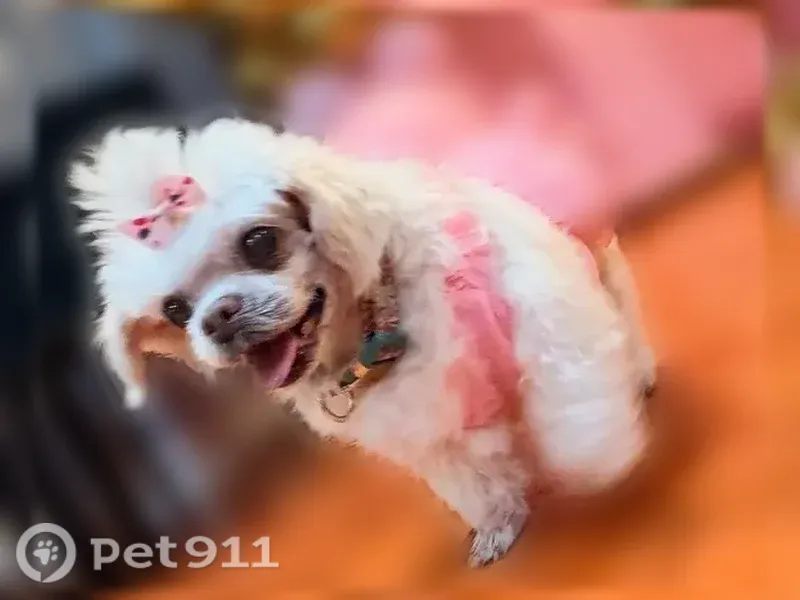 Lost dog, New Castle — female with a collar - photo