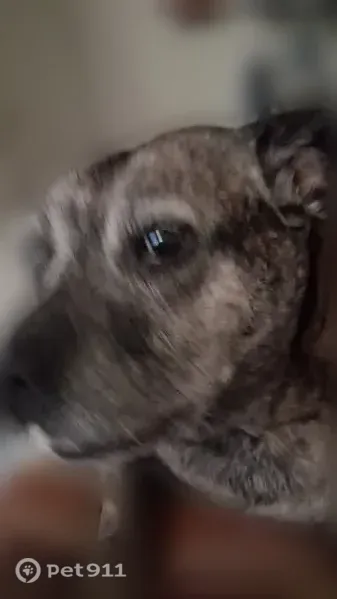 Lost female dog, Meadowbrook Drive, 3625, Fort Worth — brindle brown and black - photo