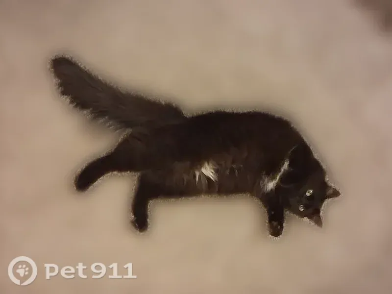 Lost cat, Diamond Circle, 5311, Chubbuck — shy black long-haired female - photo