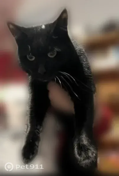 Lost cat, Elm Grove Avenue, 1409, Springfield Township, Lakemore — female with a grey flea collar - photo