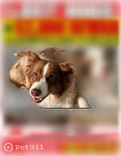 Lost Dog, Florence Boulevard, 1410, Florence — female red Australian Shepherd - photo