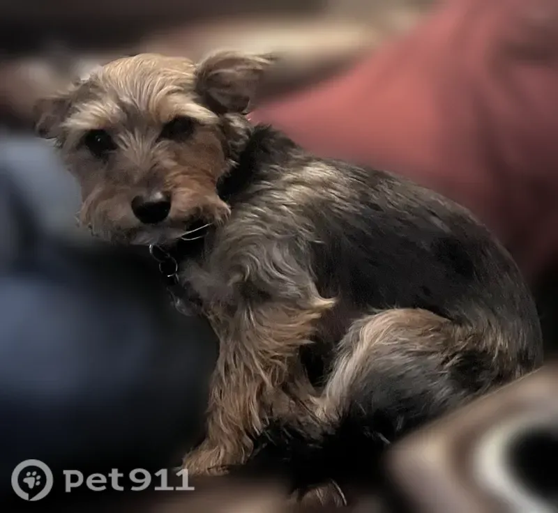 Lost dog, Airport Freeway, Greenfield — male Yorkie Dotson mix - photo