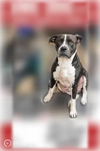 Lost male dog, South 33rd Avenue West, 5801, Tulsa — friendly Pitbull mix - photo