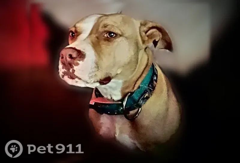 Lost dog, female, James Wood Road, Georgia, Buchanan — tan-and-white pit with golden eyes - photo