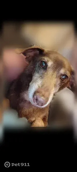Lost male dog, Sandy Road, 626, Farmers — solid brown with cloudy eyes - photo