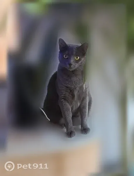 Lost cat, Sadler Road, 6989, Tangerine — female with one clipped ear - photo