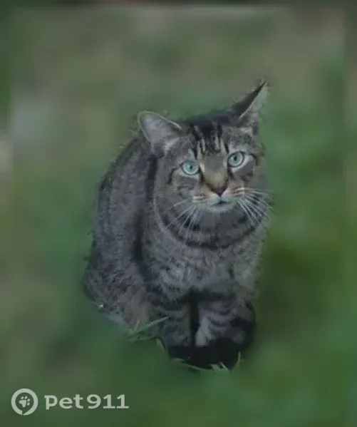 Found cat, View Terrace Drive, Southgate — great tabby with no collar - photo