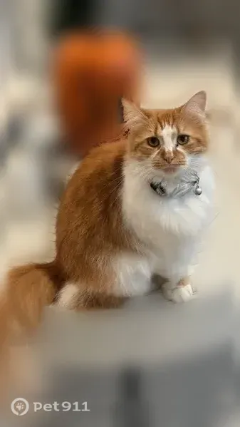 Lost female cat, 3rd Street, 818, Huntington — white and orange long-haired - photo