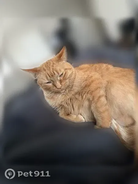 Lost cat, female, Margaret Street, 35532, Romulus, Romulus — fat orange cat with a clipped ear - photo