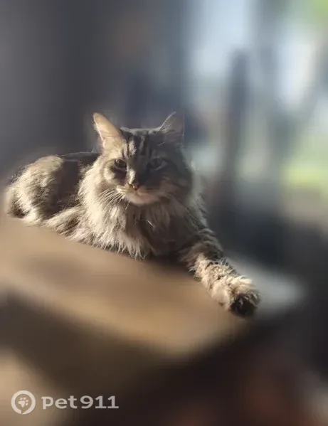 Lost cat, male, Northland Drive Northeast, Algoma Township, Rockford — seen on a Ring doorbell camera - photo