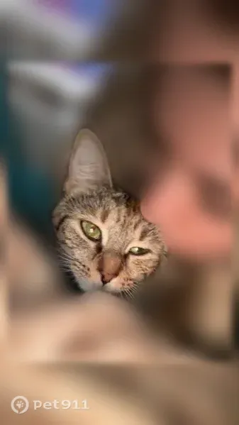 Lost cat, Lawndale Street, 214, Grayling — female, small and mostly grey-striped - photo