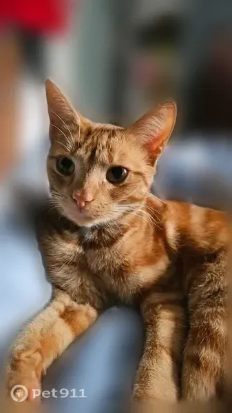 Lost female cat, Leicester Court, Castle Pines, Virginia Beach — orange tabby with greenish-yellow eyes - photo