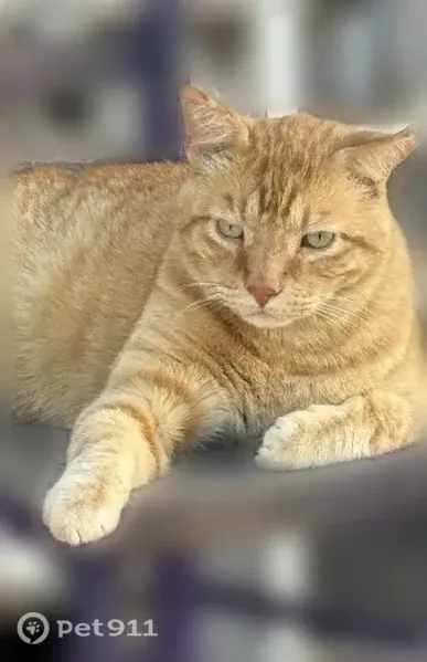 Lost male cat, North Raynolds Avenue, 820, Cañon City — damaged ears - photo