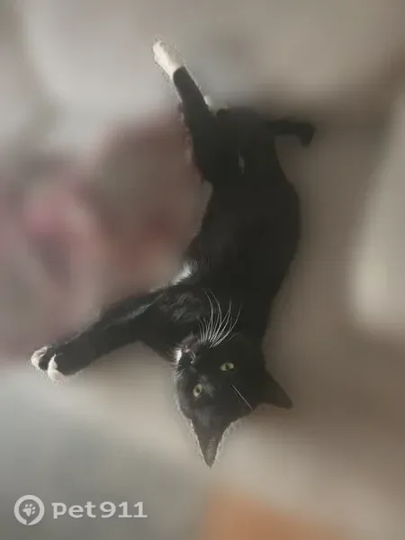 Lost male cat, Pleasant Pine Circle, 740, Harrington, Baltimore — blue collar - photo