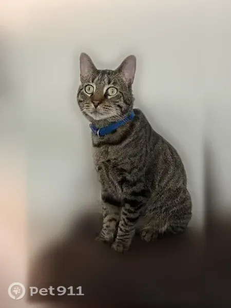 Lost cat, Appian Way, Roman Forest — male tabby with a blue collar - photo