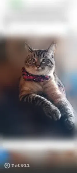 Lost cat, Willis Drive, Worthington — male Lynx Siamese with light blue eyes - photo
