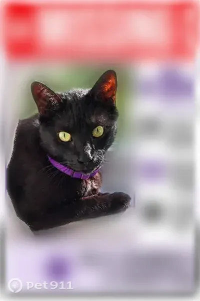 Lost cat, Nickell Back Drive, Four Corners, Conroe — male, chipped - photo