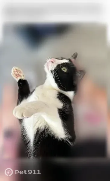 Lost cat, Penn Drive, 8, Washington Township, Glassboro — male tuxedo cat with a black heart marking on his hind leg - photo