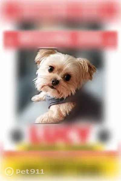 Lost female dog, Wright City, Missouri, Columbia — blonde Yorkie - photo