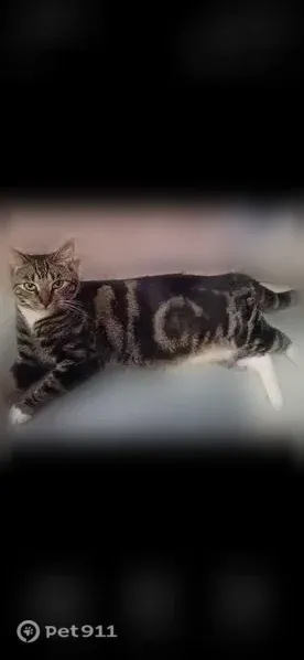 Lost cat, female, California 46, 21937, Lost Hills, Lost Hills — distinctive swirl tabby pattern - photo
