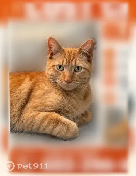 Lost male cat, West Sandra Circle, 4308, Glendale, Glendale — friendly orange tabby - photo