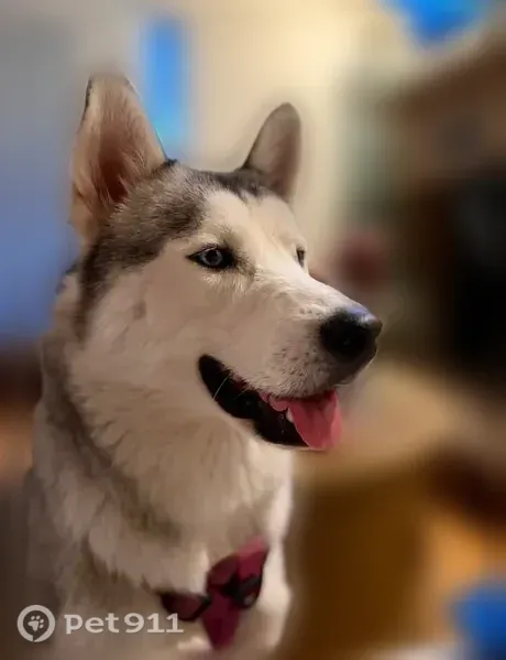 Lost dog, Main Street East, 2508, Snellville — white husky male - photo