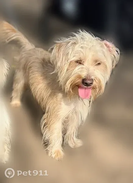 Lost male dog, Plaza Center, 4726, San Antonio, Austin — one of three dogs - photo