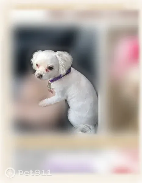 Lost Dog, East 87th Place, 1625, Firestone Park, Los Angeles — Small White Female with a Purple Collar - photo
