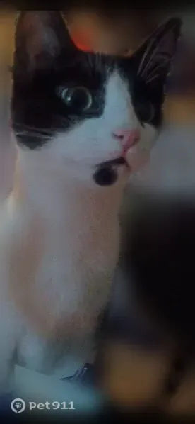 Lost cat, female, Cactus Drive, 73833, Twentynine Palms, Los Angeles — sweet and people-loving - photo