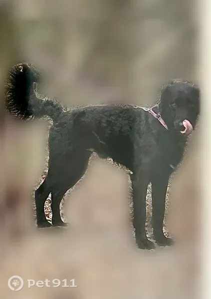 Lost male dog, Stallings Road, 60, Taylors, Charlotte — black Lab/poodle/husky mix - photo