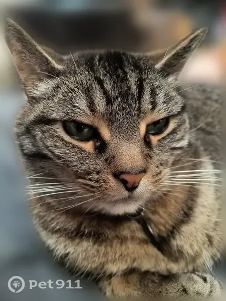 Lost cat, East Hampden Place, 18279, Aurora — female, loves sleeping on your chest - photo