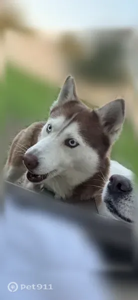 Lost female dog, South Jennings Road, 5568, Haines City — red husky - photo