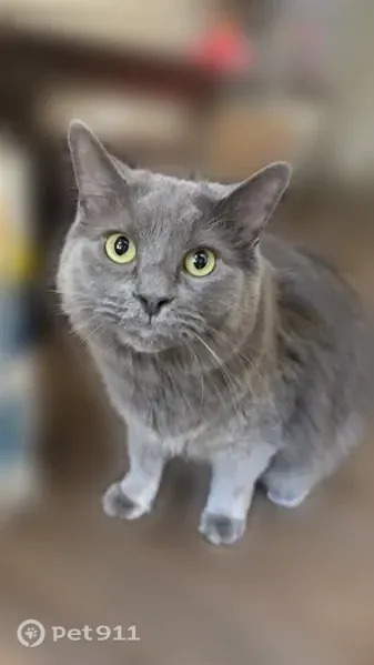 Lost cat, male, Evergreen Drive, Virginia, Bristol — gray and fluffy - photo