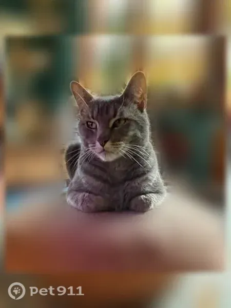 Lost cat, North Tucson Boulevard, 2201, Tucson, Arlington — dark gray and white tabby - photo