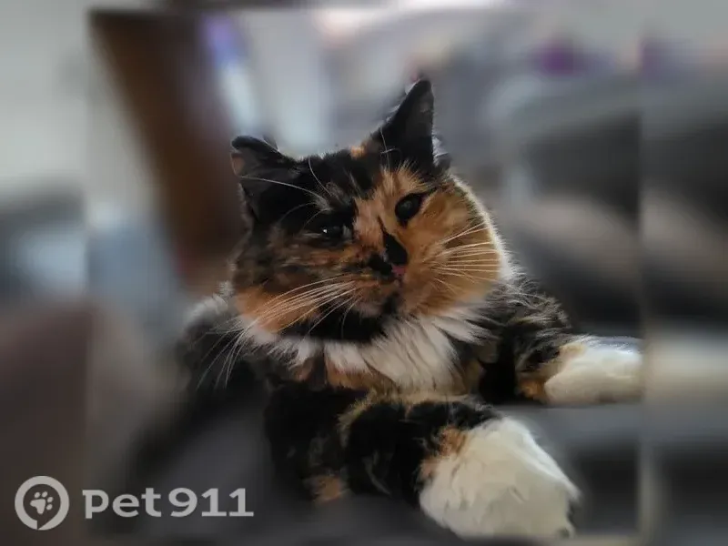 Lost cat, female, Olive Street Northwest, 11700, Minneapolis — long-haired calico - photo