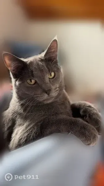 Lost male cat, Patricia Drive, 5035, Akron — solid gray with ear tufts - photo