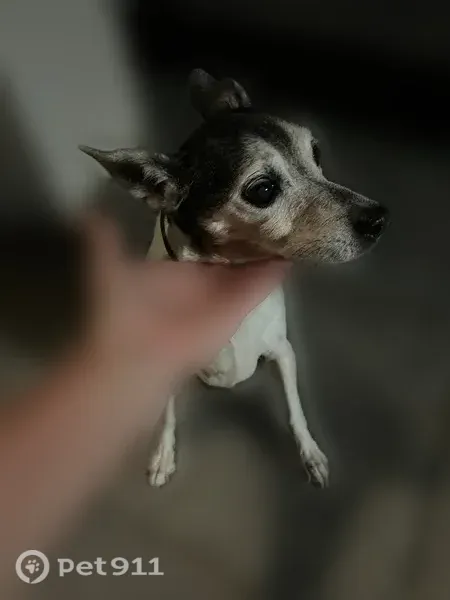 Found dog, East Cloud Road, 19202, Queen Creek, Queen Creek — female senior Jack Russell mix - photo