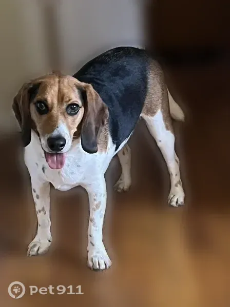 Lost dog, South Woodlawn Avenue, 4554, Chicago — 3-year-old male Beagle - photo
